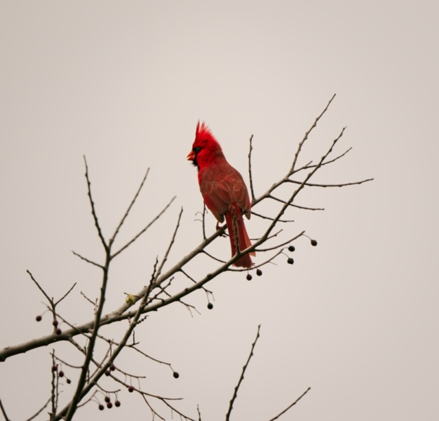 Northern cardinal spotted during winter at Lake Ray Roberts